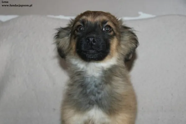 Pies do adopcji, Nowy Dwór Mazowiecki, 12 lutego 2024 (1/4)