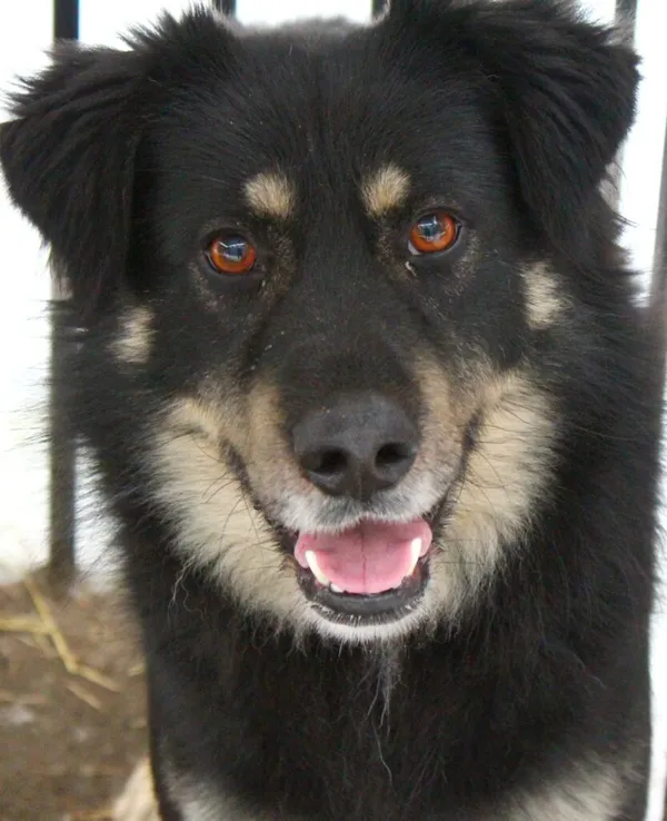 Pies do adopcji, Przyborówko, 12 lutego 2024 (1/3)