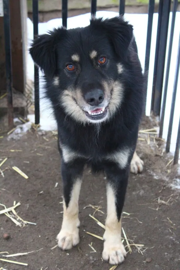 Pies do adopcji, Przyborówko, 12 lutego 2024 (2/3)