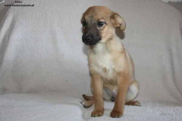 Pies do adopcji, Nowy Dwór Mazowiecki, 12 lutego 2024 (2/4)