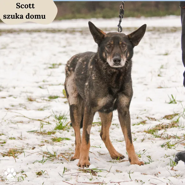 Pies do adopcji, Dąbrówka, 13 lutego 2024 (1/4)