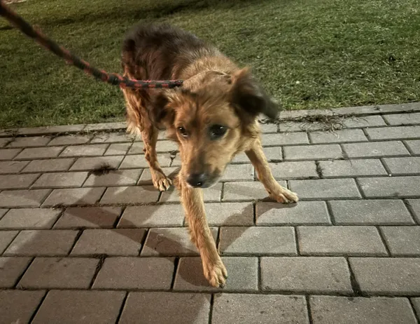 Znaleziono psa, Świdnica, 12 lutego 2024