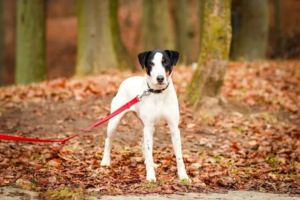 Pies do adopcji, Elbląg, 27 stycznia 2024 (4/5)