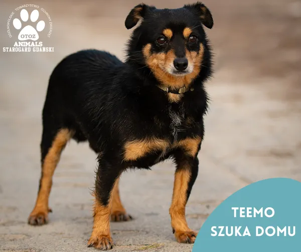 Pies do adopcji, Starogard Gdański, 13 lutego 2024
