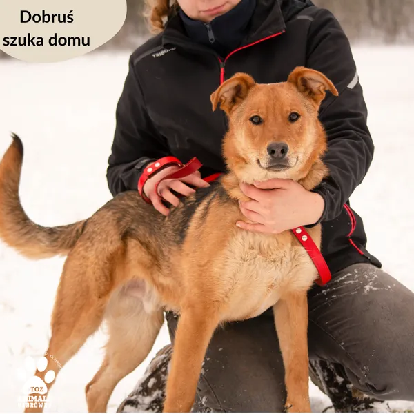 Pies do adopcji, Dąbrówka, 14 lutego 2024 (1/5)