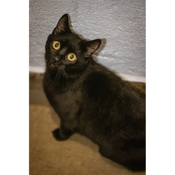 Znaleziono kota, Białystok, 4 stycznia 2024 (4/5)