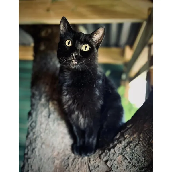 Znaleziono kota, Białystok, 4 stycznia 2024 (5/5)