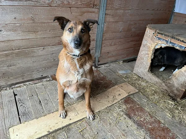 Pies do adopcji, Orzechowce, 5 sierpnia 2023 (1/5)