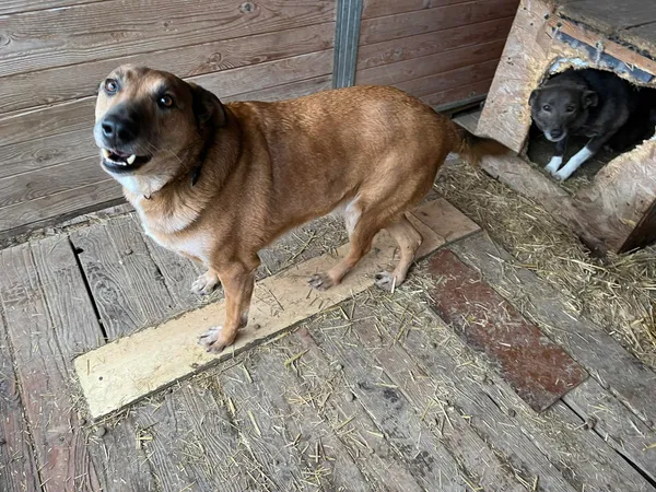 Pies do adopcji, Orzechowce, 5 sierpnia 2023 (2/5)