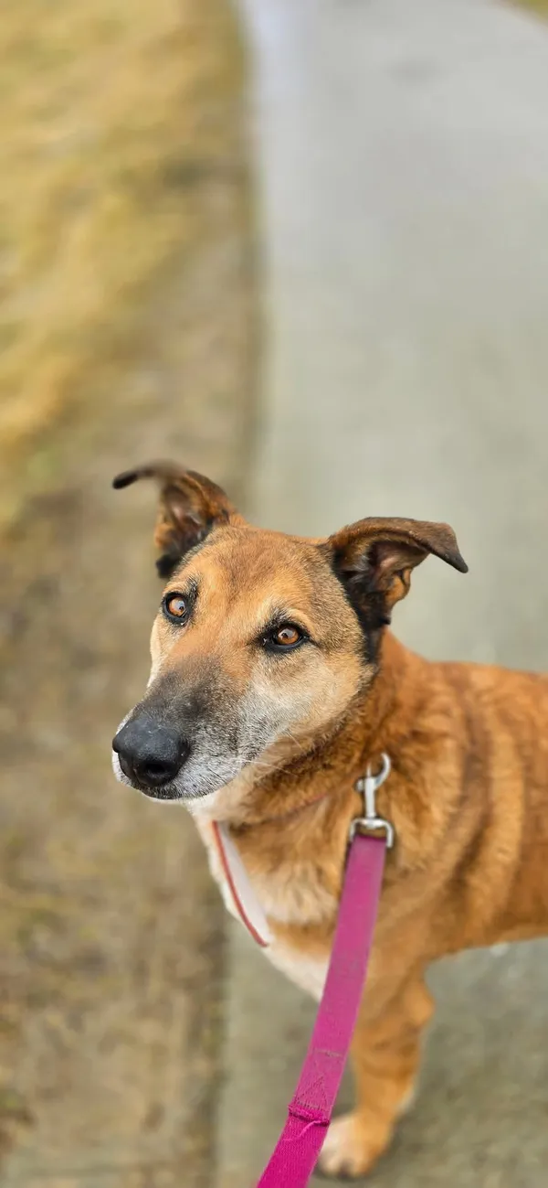 Pies do adopcji, Orzechowce, 5 sierpnia 2023 (4/5)