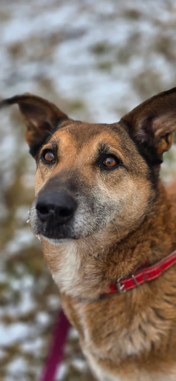 Pies do adopcji, Orzechowce, 5 sierpnia 2023 (5/5)