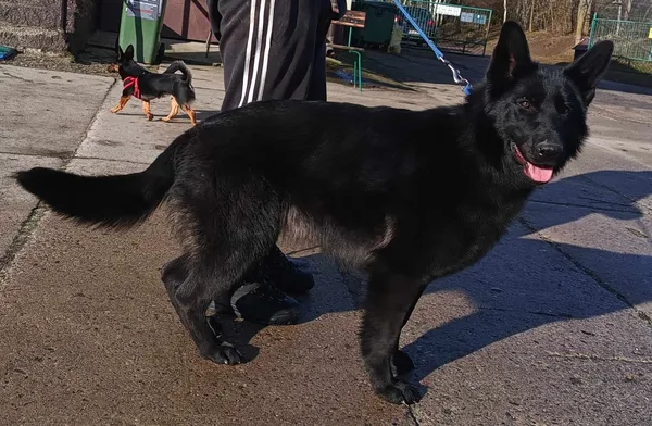 Znaleziono psa, Pieckowo, 14 lutego 2024 (1/2)