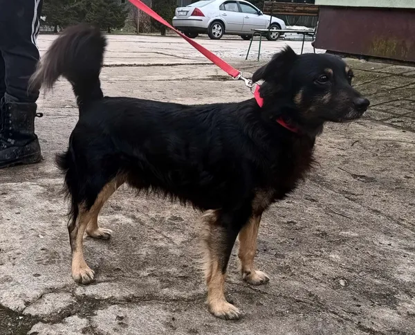 Znaleziono psa, Pieckowo, 14 lutego 2024 (1/2)