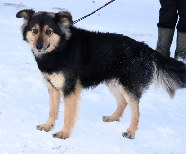 Znaleziono psa, Pieckowo, 14 lutego 2024 (2/2)