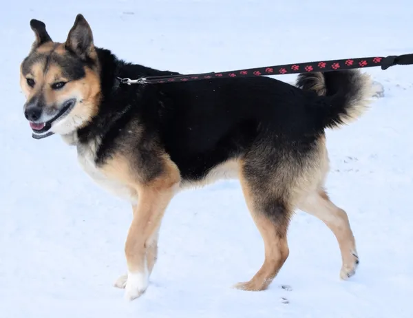 Znaleziono psa, Pieckowo, 14 lutego 2024 (2/2)