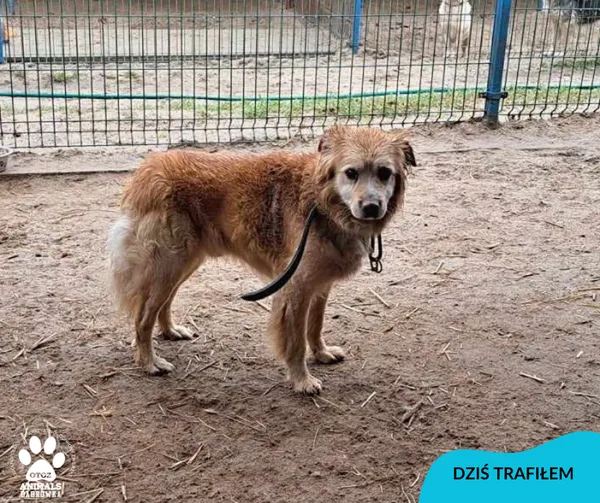 Znaleziono psa, Dąbrówka, 12 lutego 2024