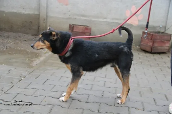 Pies do adopcji, Nowy Dwór Mazowiecki, 14 lutego 2024 (2/5)