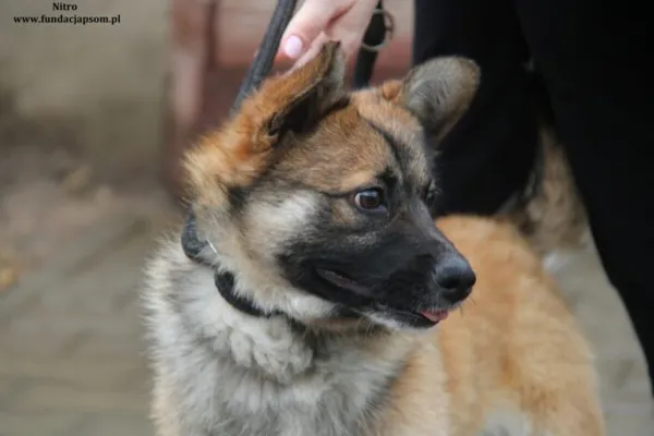 Pies do adopcji, Nowy Dwór Mazowiecki, 14 lutego 2024 (1/4)