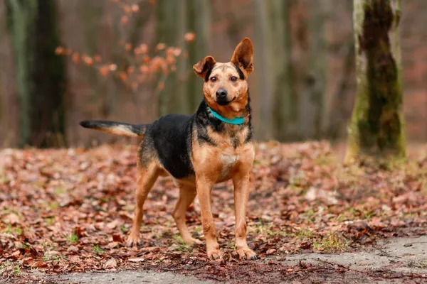 Pies do adopcji, Elbląg, 1 lutego 2024 (5/5)