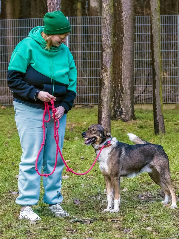 Pies do adopcji, Sopot, 15 lutego 2024 (2/5)