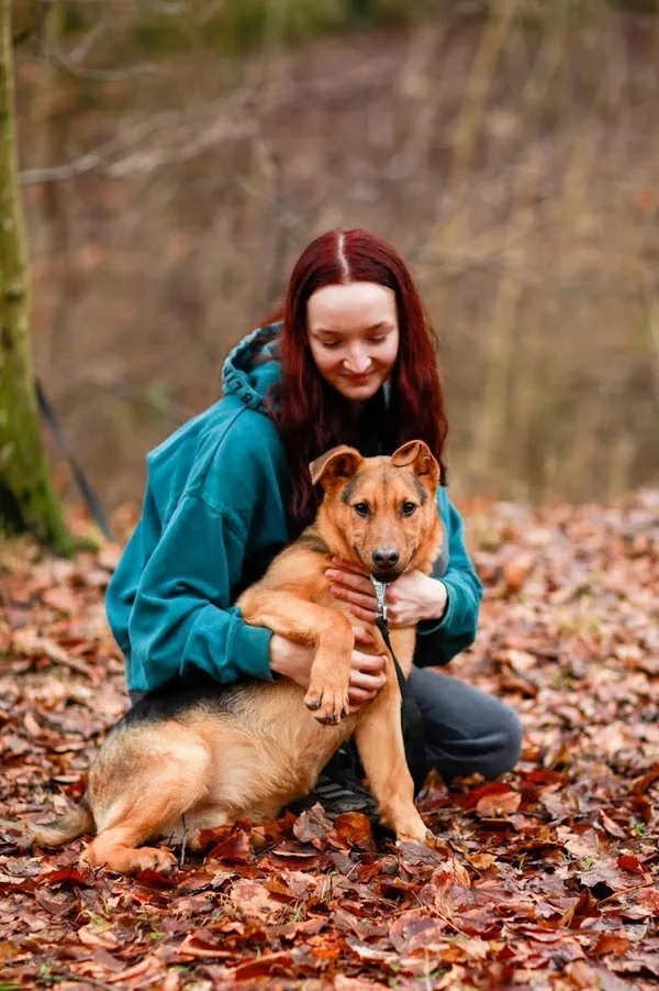 Pies do adopcji, Elbląg, 1 lutego 2024 (1/5)