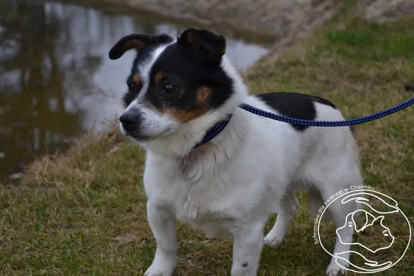 Pies do adopcji, Chełmek, 26 stycznia 2024