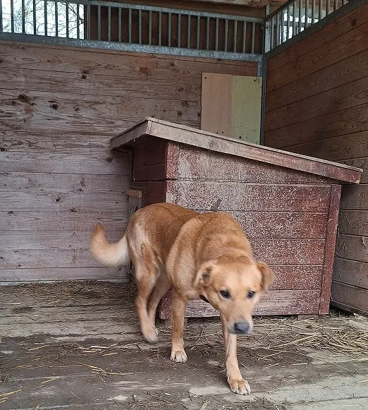 Pies do adopcji, Orzechowce, 5 sierpnia 2023 (3/5)