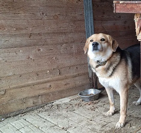 Pies do adopcji, Orzechowce, 5 sierpnia 2023 (1/5)