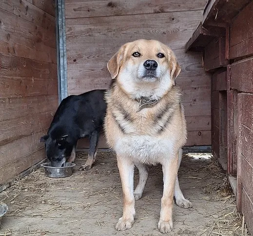 Pies do adopcji, Orzechowce, 5 sierpnia 2023 (4/5)