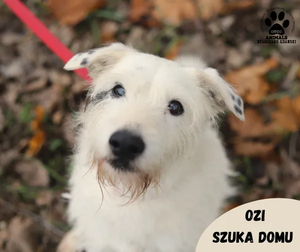 Pies do adopcji, Starogard Gdański, 23 czerwca 2023 (1/2)