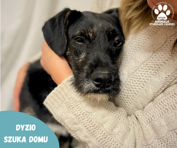 Pies do adopcji, Starogard Gdański, 25 stycznia 2024 (1/2)