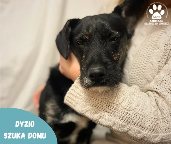 Pies do adopcji, Starogard Gdański, 25 stycznia 2024 (2/2)
