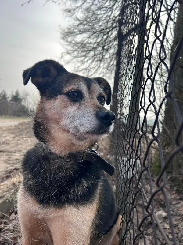 Pies do adopcji, Starogard Gdański, 25 lutego 2021 (1/2)
