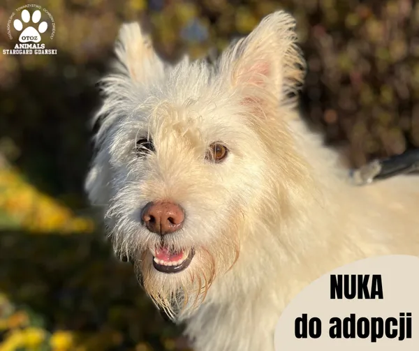 Pies do adopcji, Starogard Gdański, 24 stycznia 2024 (1/2)
