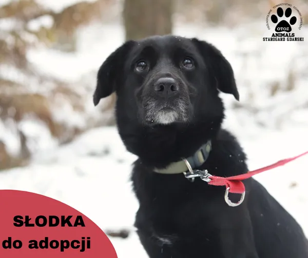 Pies do adopcji, Starogard Gdański, 22 czerwca 2023 (1/2)