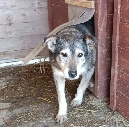 Pies do adopcji, Orzechowce, 5 sierpnia 2023 (1/5)