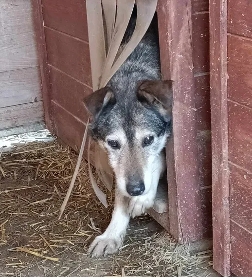 Pies do adopcji, Orzechowce, 5 sierpnia 2023 (2/5)