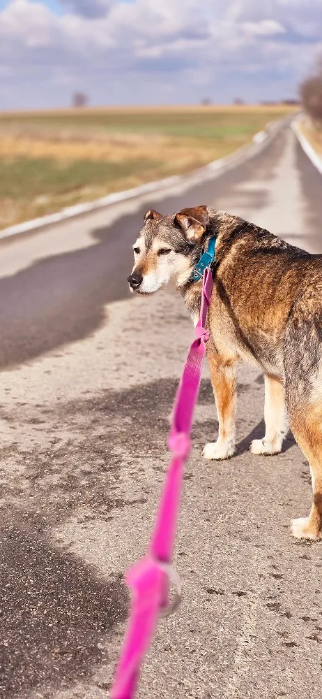 Pies do adopcji, Orzechowce, 5 sierpnia 2023 (4/5)