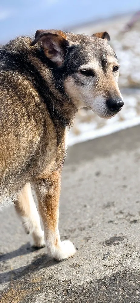 Pies do adopcji, Orzechowce, 5 sierpnia 2023 (5/5)