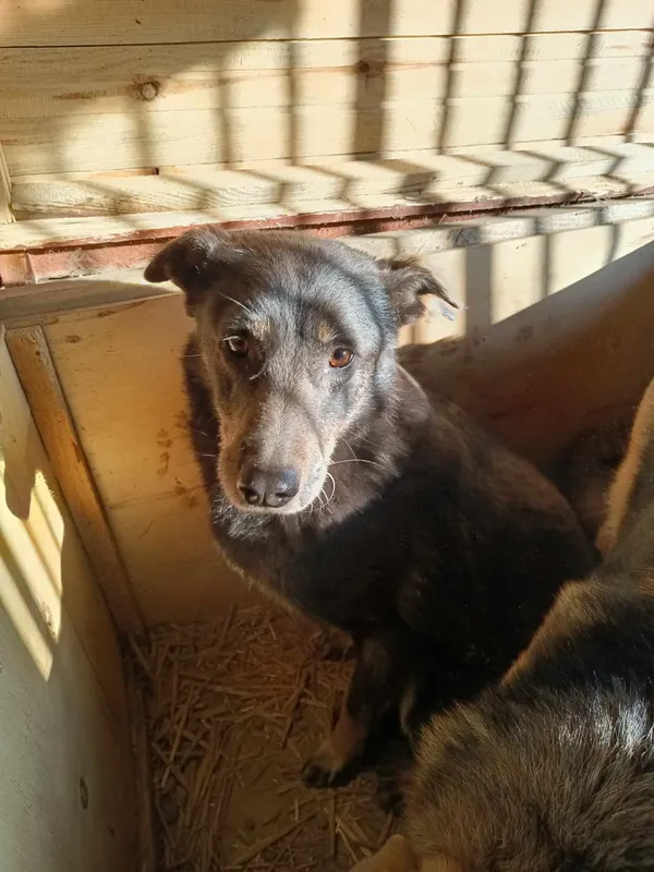 Pies do adopcji, Orzechowce, 5 sierpnia 2023 (1/5)