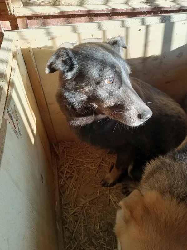 Pies do adopcji, Orzechowce, 5 sierpnia 2023 (2/5)