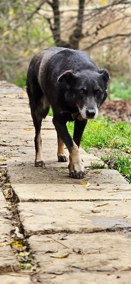 Pies do adopcji, Orzechowce, 5 sierpnia 2023 (4/5)