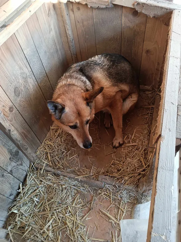 Pies do adopcji, Orzechowce, 5 sierpnia 2023 (2/5)