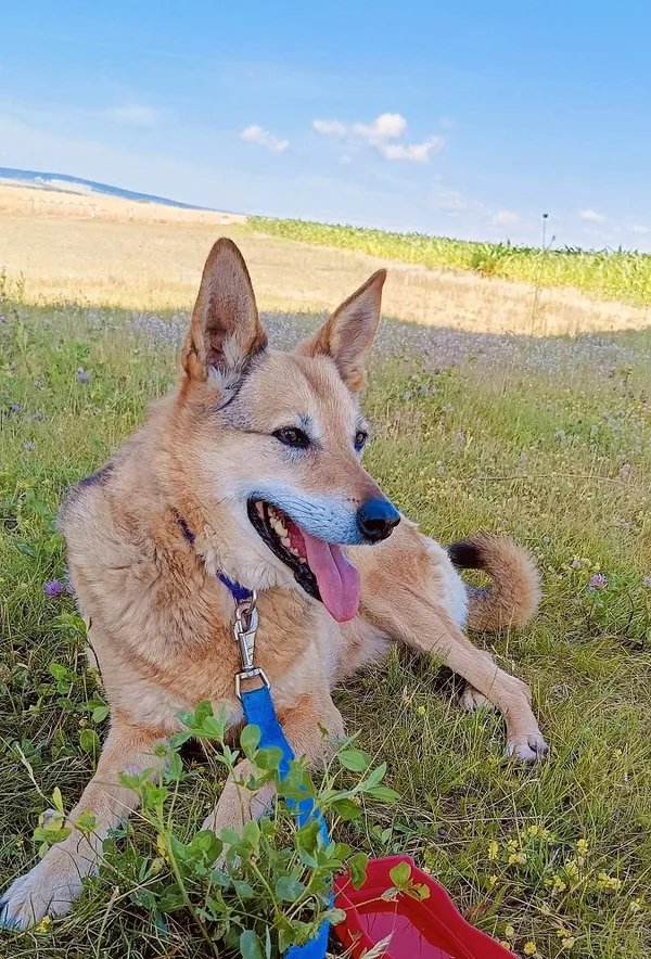 Pies do adopcji, Orzechowce, 5 sierpnia 2023 (5/5)