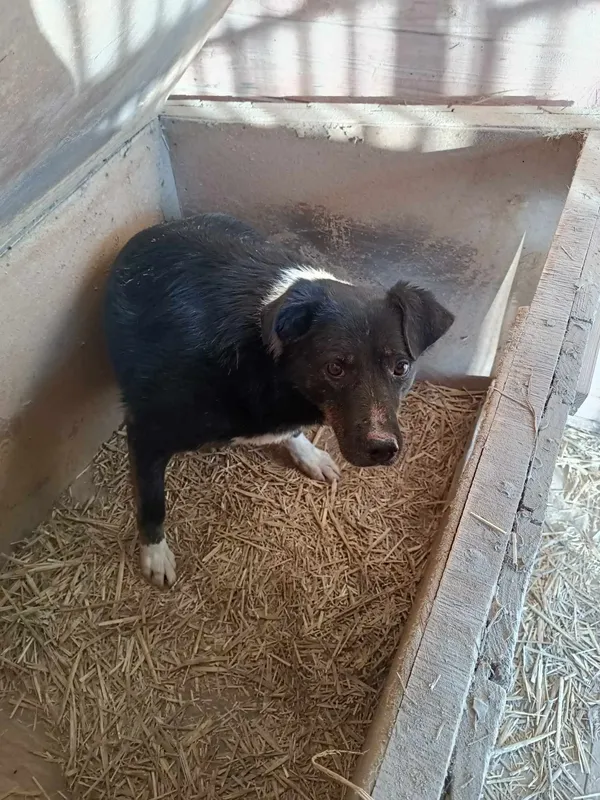 Pies do adopcji, Orzechowce, 5 sierpnia 2023 (1/5)