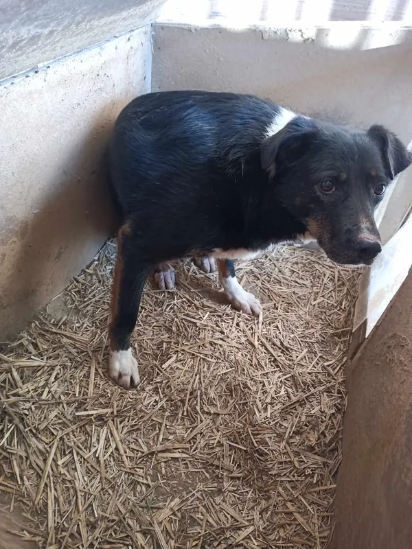 Pies do adopcji, Orzechowce, 5 sierpnia 2023 (2/5)