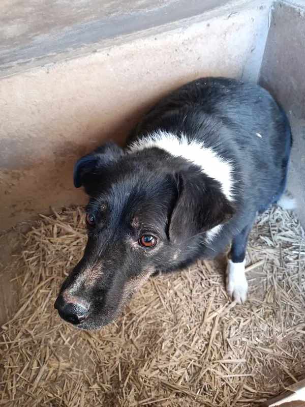 Pies do adopcji, Orzechowce, 5 sierpnia 2023 (3/5)