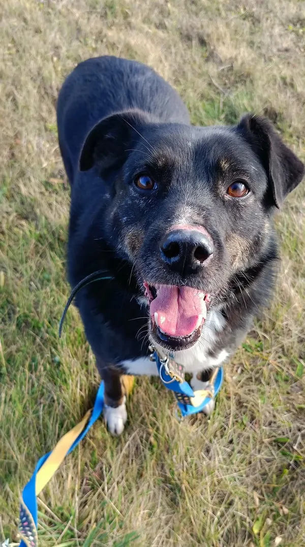 Pies do adopcji, Orzechowce, 5 sierpnia 2023 (5/5)