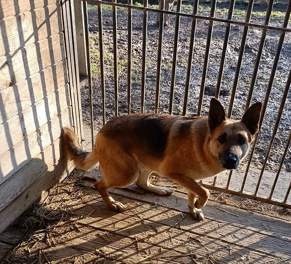 Pies do adopcji, Orzechowce, 5 sierpnia 2023 (1/5)