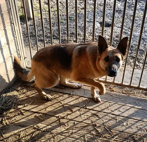 Pies do adopcji, Orzechowce, 5 sierpnia 2023 (2/5)